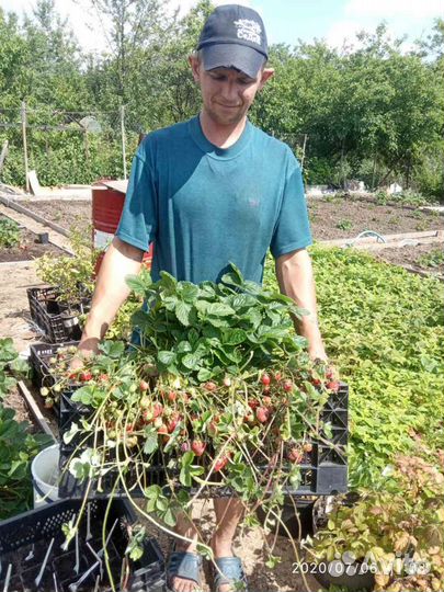 Саженцы клубники