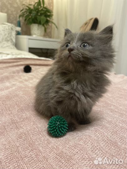 Котенок в добрые руки