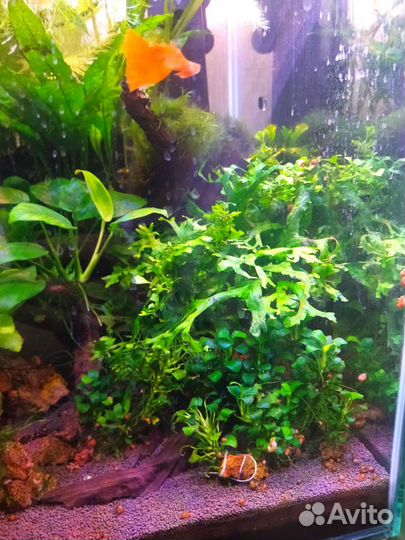Украшения для аквариума