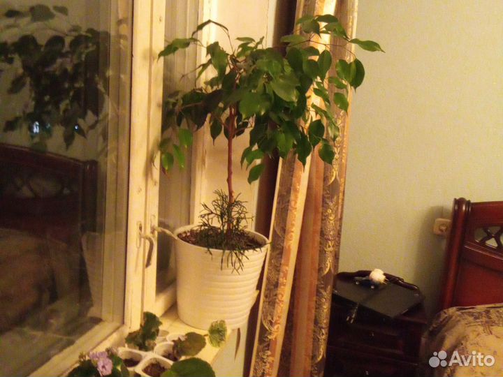Фикус бенджамина 