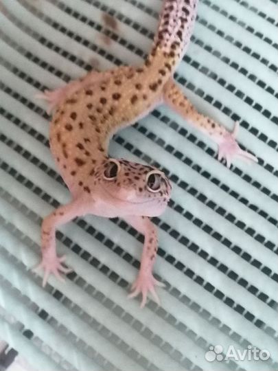 Ящерица эублефар