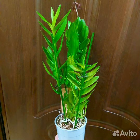 Epidendrum Nordic Fire редкая ароматная Отцвела