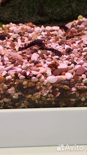 Мальки анциструса