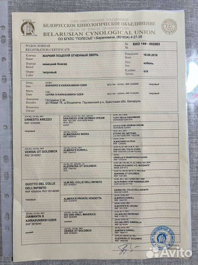 Немецкий боксер вязка