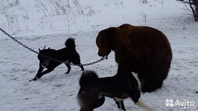 Щенки Восточно сибирской лайки