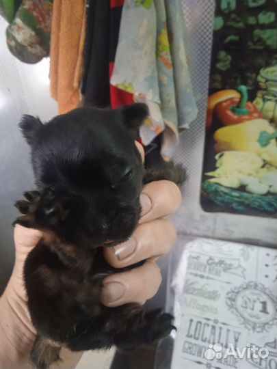 Той-терьер щенки