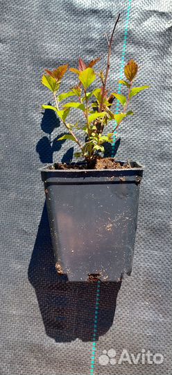 Саженцы спиреи японской 