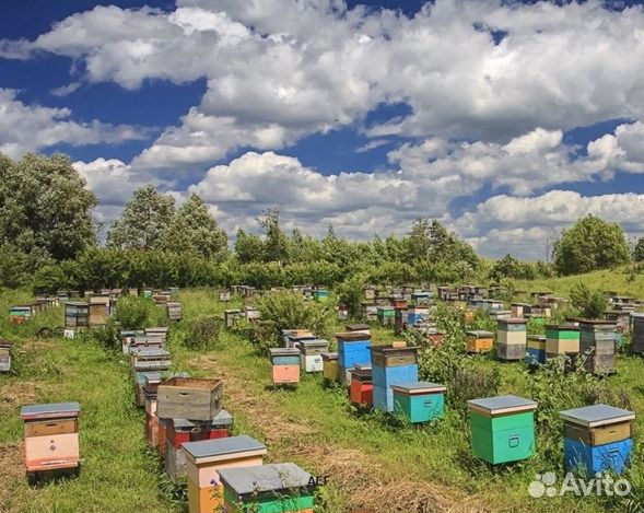 Мед 2024 года из Алтая опт