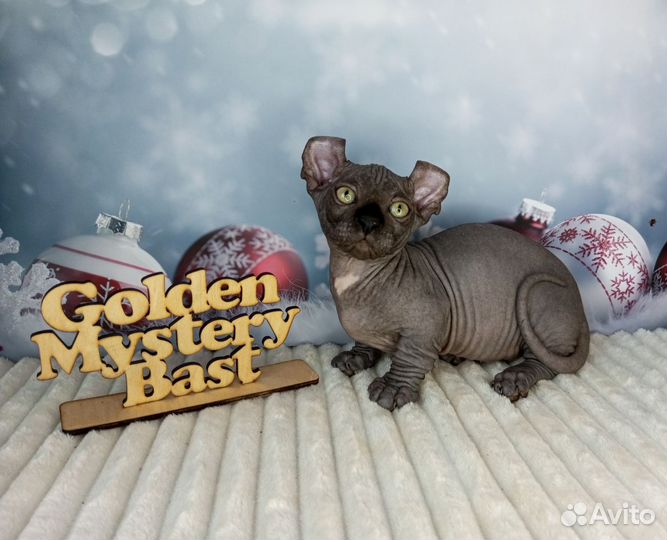 Сфинкс Двэльф