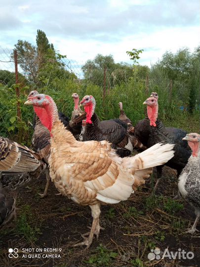 Индюки на племя
