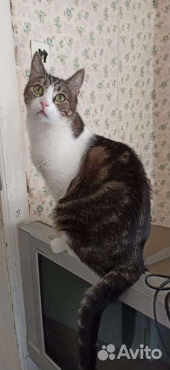 Молоденькая стерилизованная кошечка ищет дом