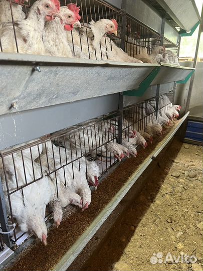 Молодые петушки