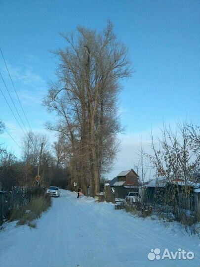 Тополя аварийные бесплатно на корню в 1 саду