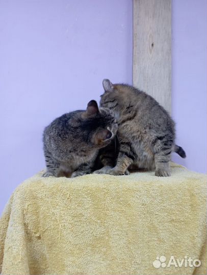Кошки в добрые руки