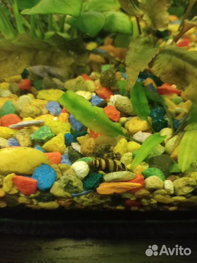 Улитки хилена