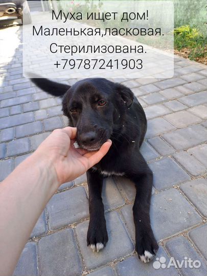 Черный окрас