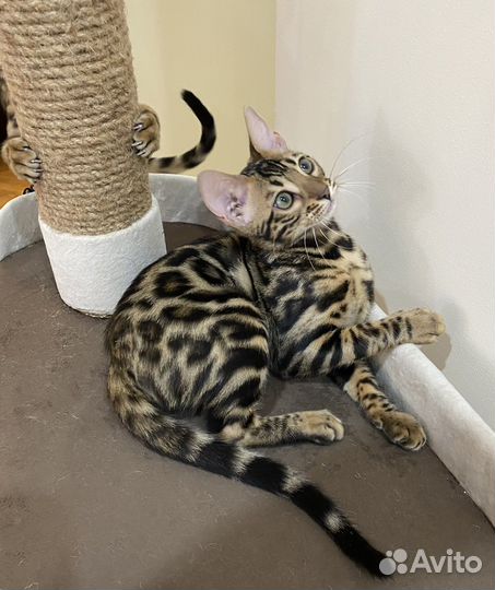 Бенгальские котята