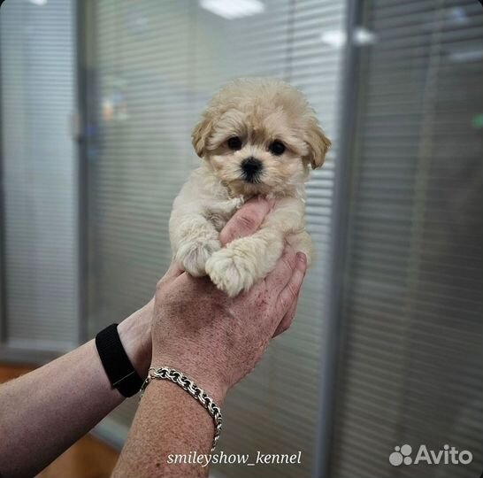 Maltipoo F1 micro 3 мес