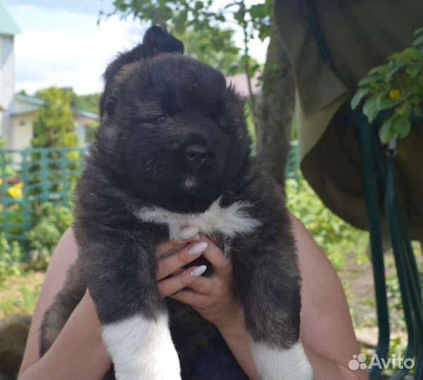 Вязка кавказская овчарка