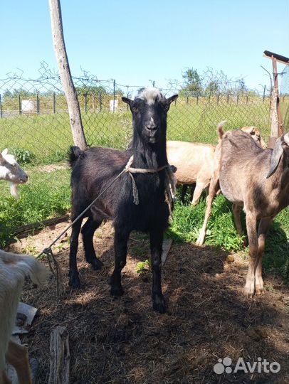 Коза нубийская, ламанча и заанинская