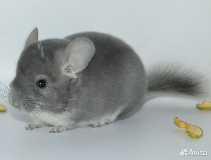 Шиншилла фиолет нс нкпа самец 3 мес