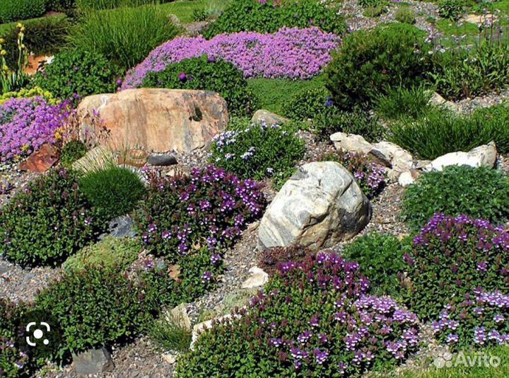 Тимьян(чабрец)