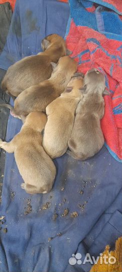 Щенки питбуля