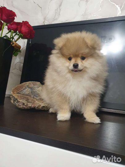 Малый немецкий шпиц щенки