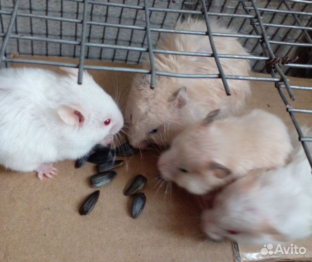 Сирийский хомяк бесплатно