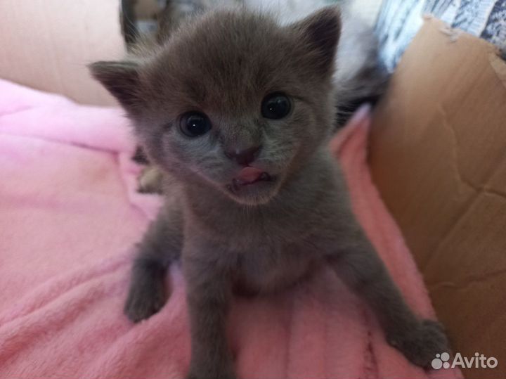 Котята в добрые руки бесплатно