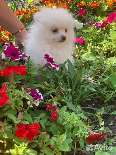 Щенки белого шпица