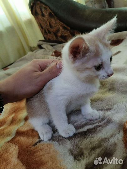 Котят в добрые руки бесплатно