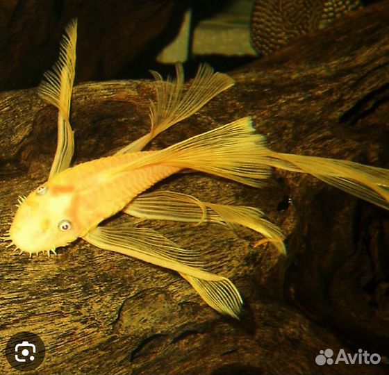 Сомики анциструсы l144,звёздчатый l181