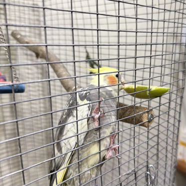 2 кореллы с большой клеткой