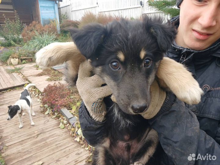 Щенок в добрые ручки