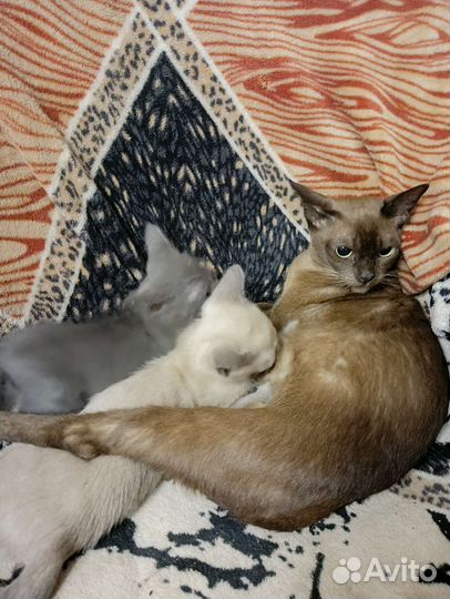 Котенок ласковый девочка