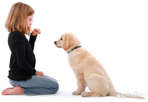 Кинолог. Дрессировка и передержка собак в Самаре