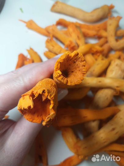 Сушеные ветки для декора