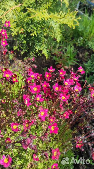 Камнеломка Арендса Пурпурный ковер