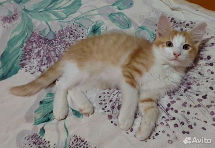 Котята 4 месяца