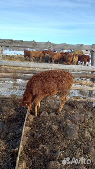 Быки породы лимузин на племя
