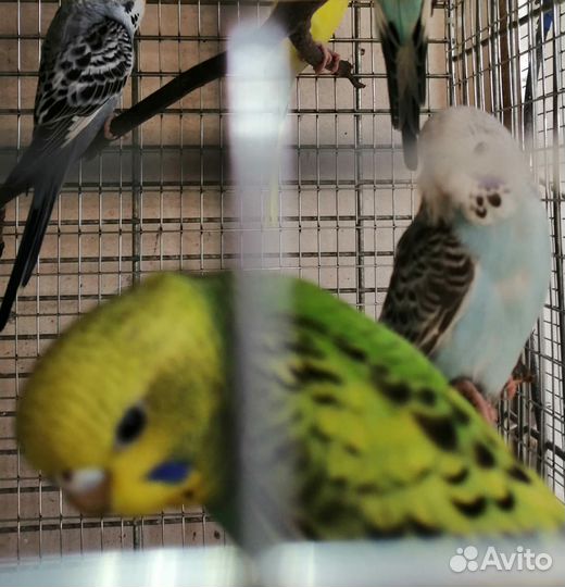 Волнистый попугай