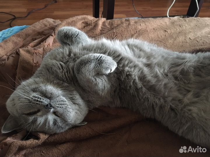 Вязка шотландский кот