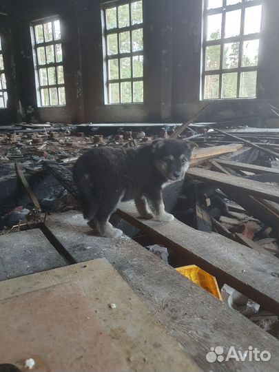 Щенок в добрые руки