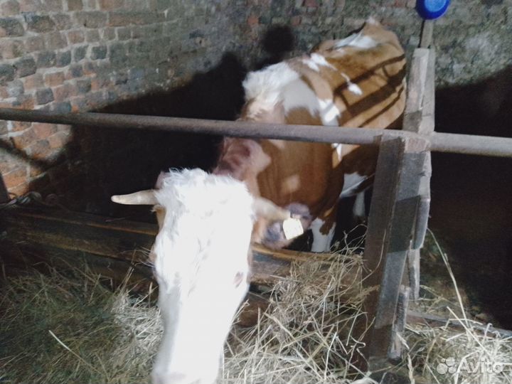 Корова стельная