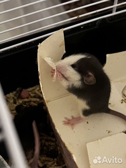 Крысята дамбо