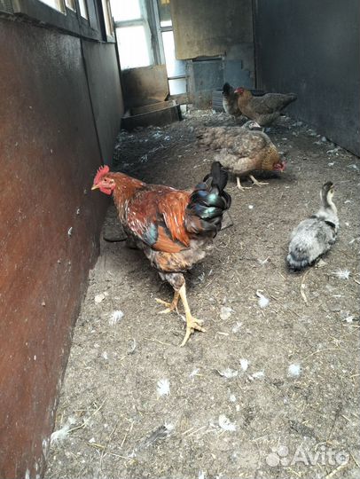 Молодые петухи