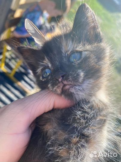 Котята в добрые руки даром бесплатно