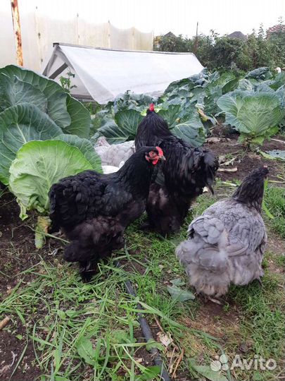 Инкубационное яйцо Брамы, Кохинхинов,мини леггорн