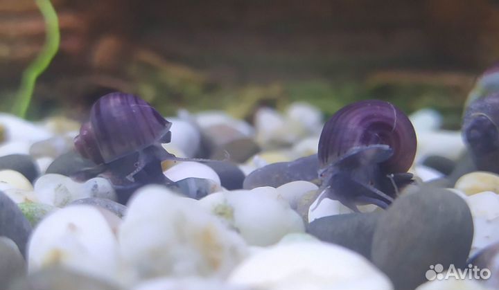 Ампулярии Черничные